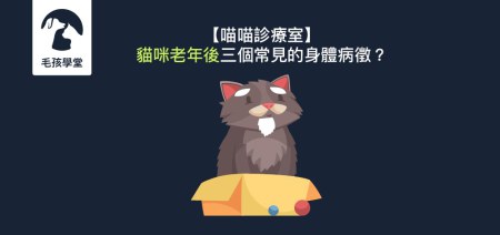 【喵喵診療室】貓咪老年後三個常見的身體病徵？