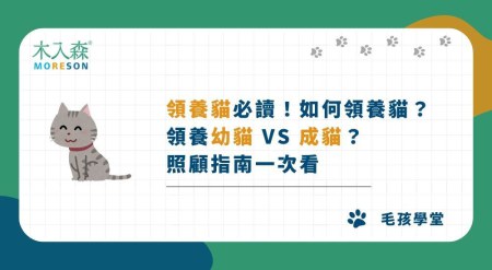 2026領養貓必讀！如何領養貓？領養幼貓 vs 成貓，照顧指南一次看