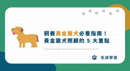 黃金獵犬好養嗎？個性、壽命、缺點、掉毛與照顧重點