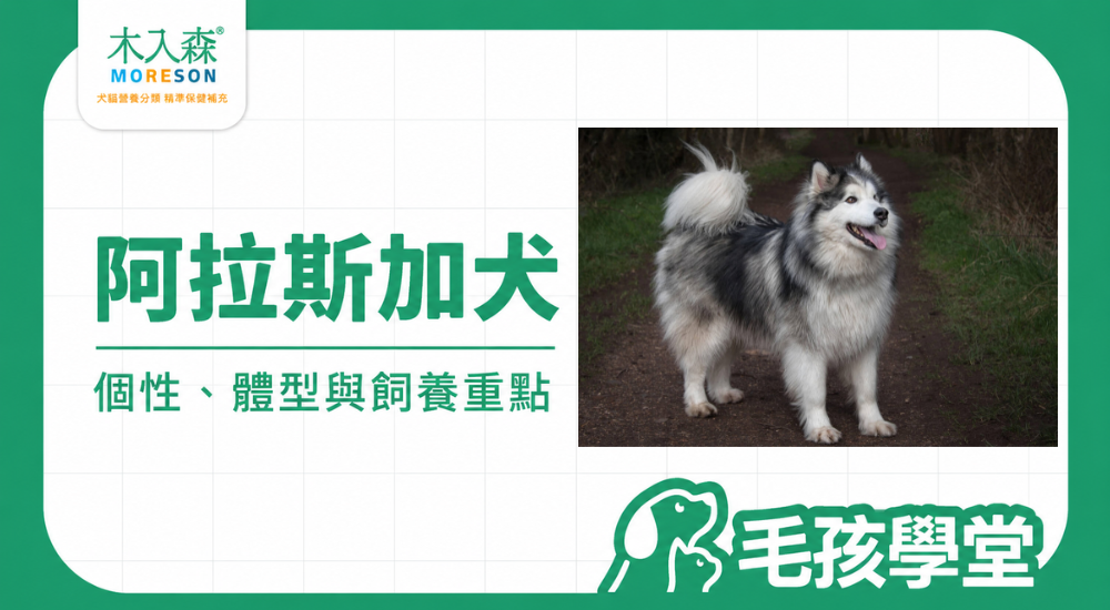 阿拉斯加犬好養嗎？個性、體型、缺點與飼養重點一次看