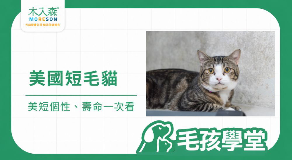 美短好養嗎？美國短毛貓個性、壽命、缺點與飼養重點一次看