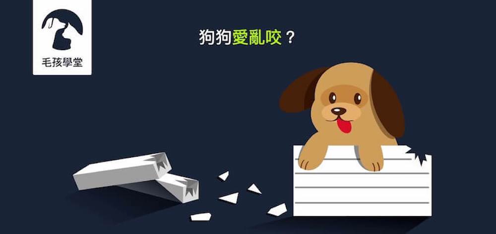 狗狗愛亂咬？3種互動玩具類型讓狗狗不再亂咬東西！