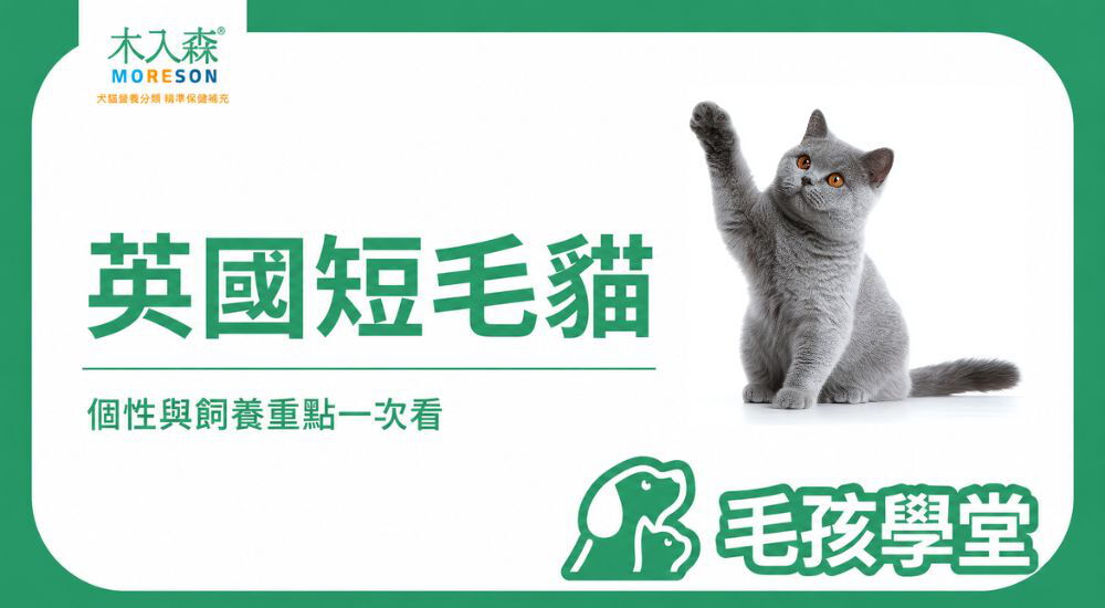 英短是什麼貓？英國短毛貓個性、特徵、壽命、缺點與飼養重點