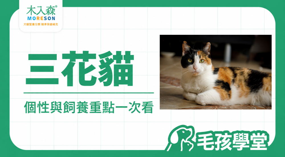 三花貓是什麼貓？個性、毛色、性別與飼養重點一次看