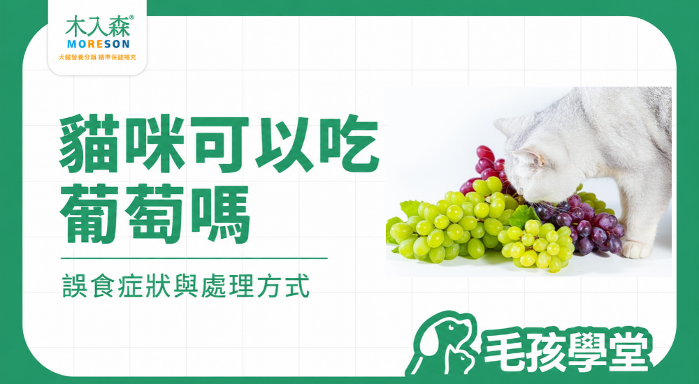貓咪可以吃葡萄嗎？葡萄乾、誤食症狀與處理方式