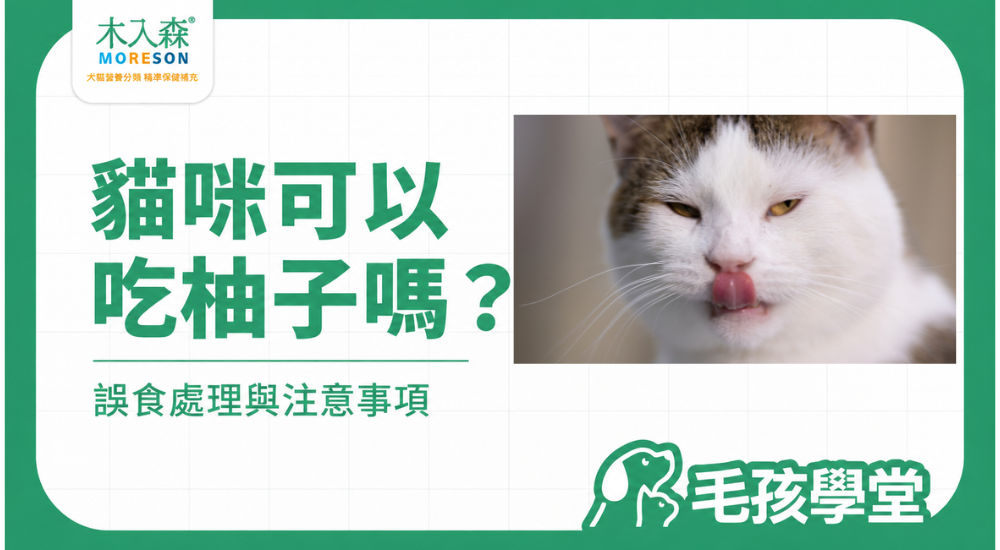 貓咪可以吃柚子嗎？誤食果肉、柚子皮要注意什麼