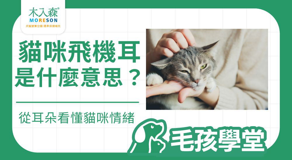 貓飛機耳是什麼意思？從耳朵姿勢看懂貓咪情緒與警訊