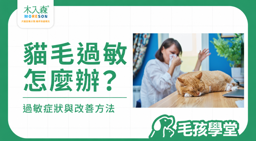 貓毛過敏怎麼辦？貓咪過敏症狀、原因、改善方法與照顧重點