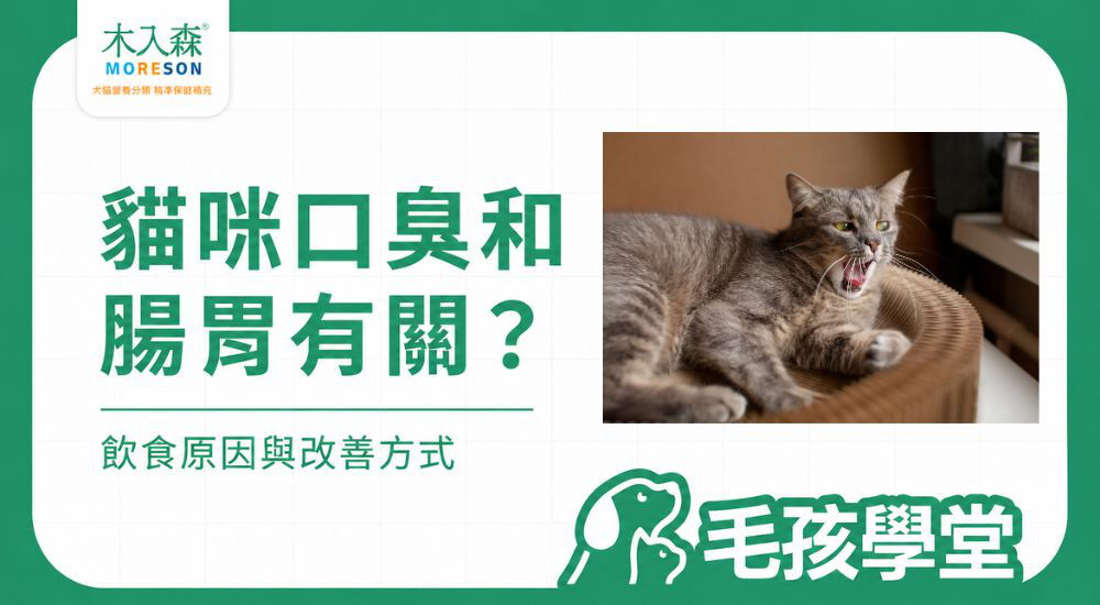 貓咪口臭和腸胃有關嗎？排除口腔後的飲食觀察與改善方式