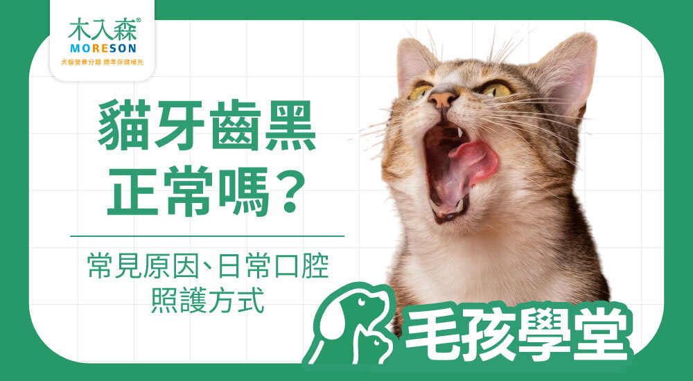 貓牙齒黑正常嗎？常見原因、警訊與日常口腔照護重點