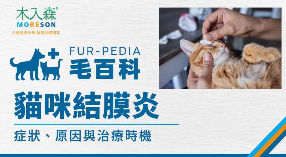 貓咪結膜炎怎麼辦？症狀、原因、治療與就醫時機