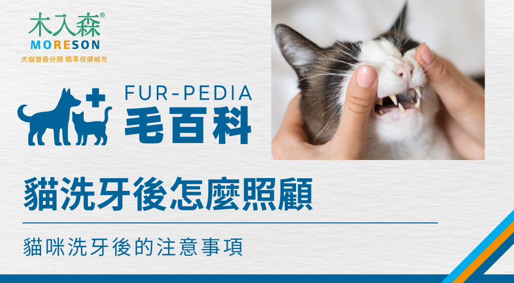 貓咪洗牙後怎麼照顧？吃飯、精神觀察與注意事項一次看