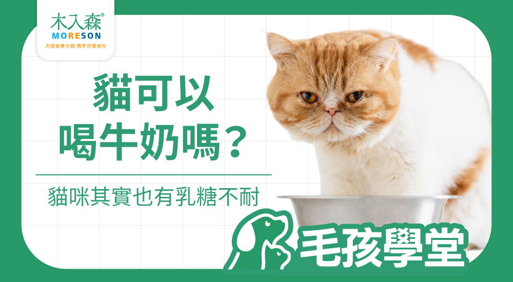 貓可以喝牛奶嗎？貓也有乳糖不耐，日常營養補充要注意