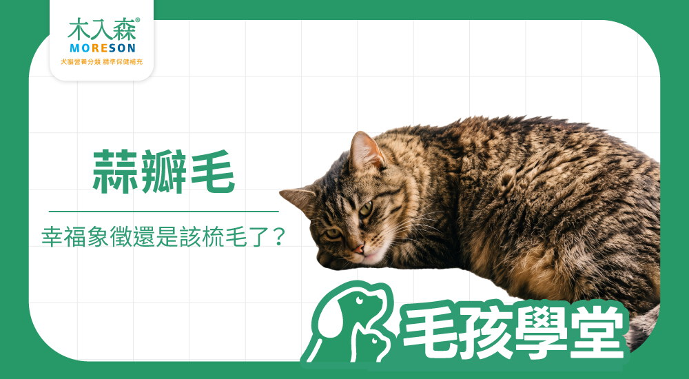 貓咪蒜瓣毛是什麼？成因、真偽分辨、梳毛與毛髮照護重點