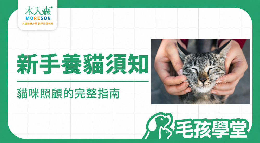 新手養貓須知｜從認識貓咪到日常照顧的完整指南