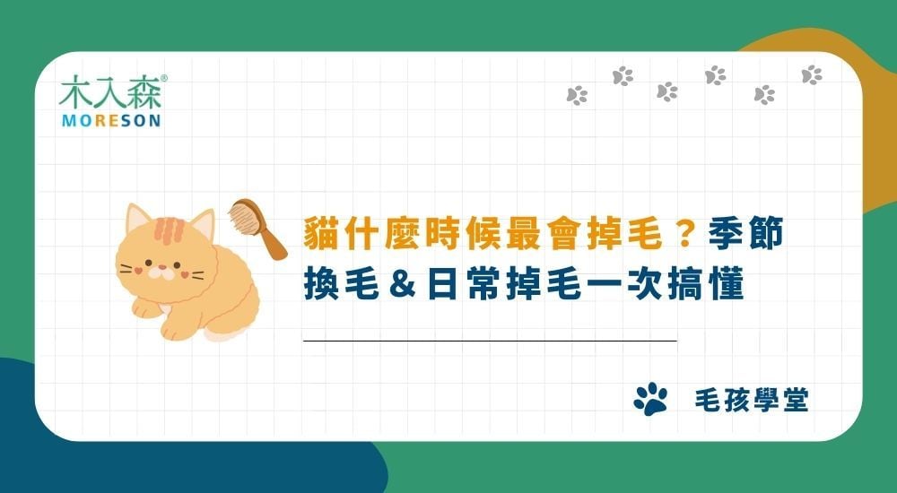 貓什麼時候最會掉毛？季節換毛＆日常掉毛一次搞懂