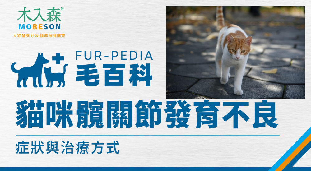 貓咪髖關節發育不良是什麼？症狀、後腳無力與治療方式