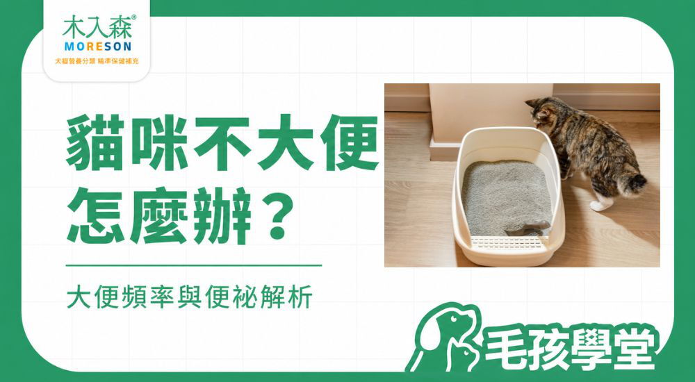 貓咪沒大便怎麼辦？一天、兩天、三天沒大便的觀察重點