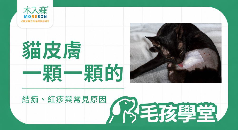 貓咪皮膚有一顆一顆的東西？先看位置、外觀與常見原因