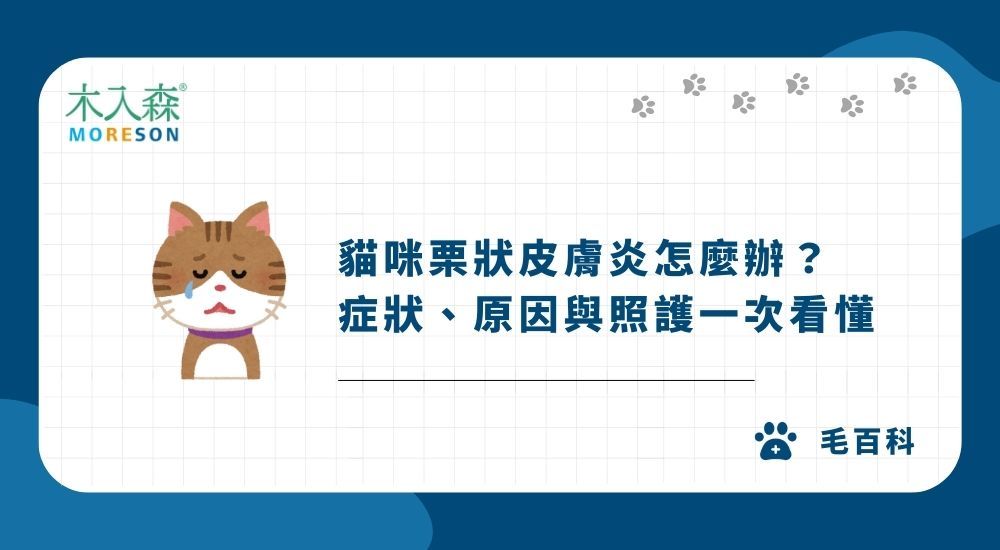貓咪栗狀皮膚炎怎麼辦？症狀、原因與照護一次看懂