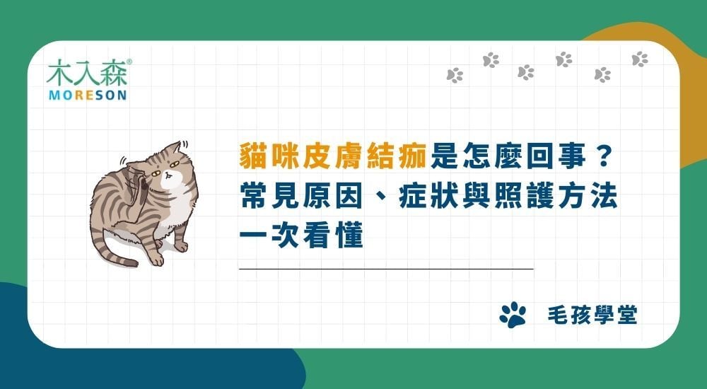 貓咪皮膚結痂是怎麼回事？常見原因、症狀與照護方法一次看懂