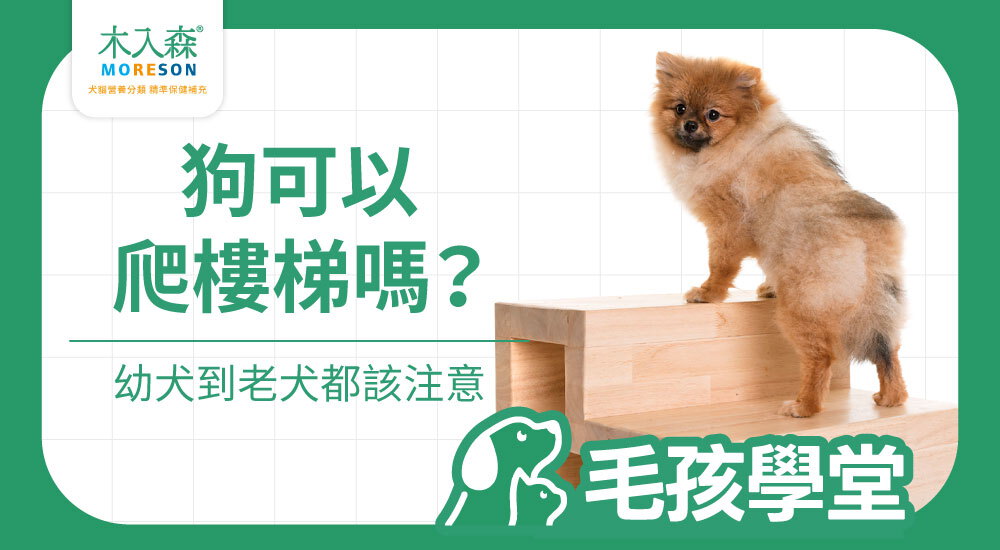 狗狗爬樓梯會傷關節嗎？幼犬、老犬與日常注意事項