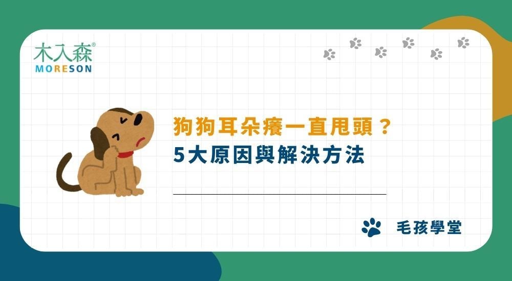 狗狗耳朵癢一直甩頭？5大原因與解決方法