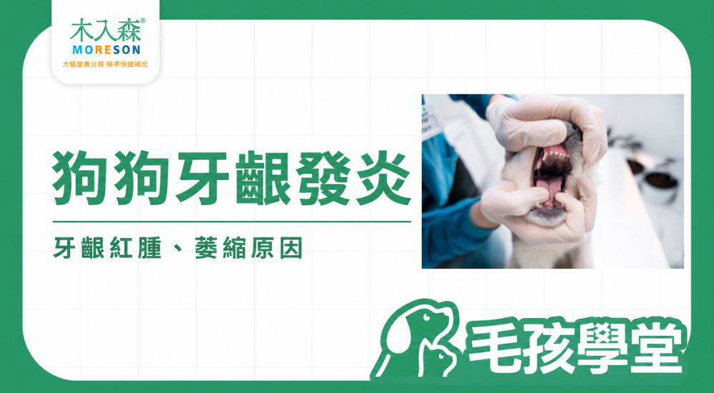 狗狗牙齦發炎怎麼辦？狗狗牙齦紅腫、萎縮原因與就醫時機