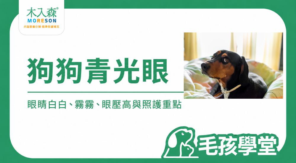 狗狗青光眼是什麼？眼睛白白、霧霧別只當成老化