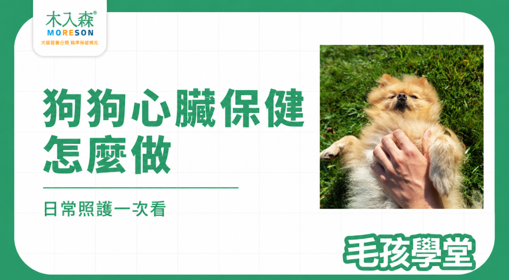 狗狗心臟保健怎麼做？從年齡、品種到日常照護一次看