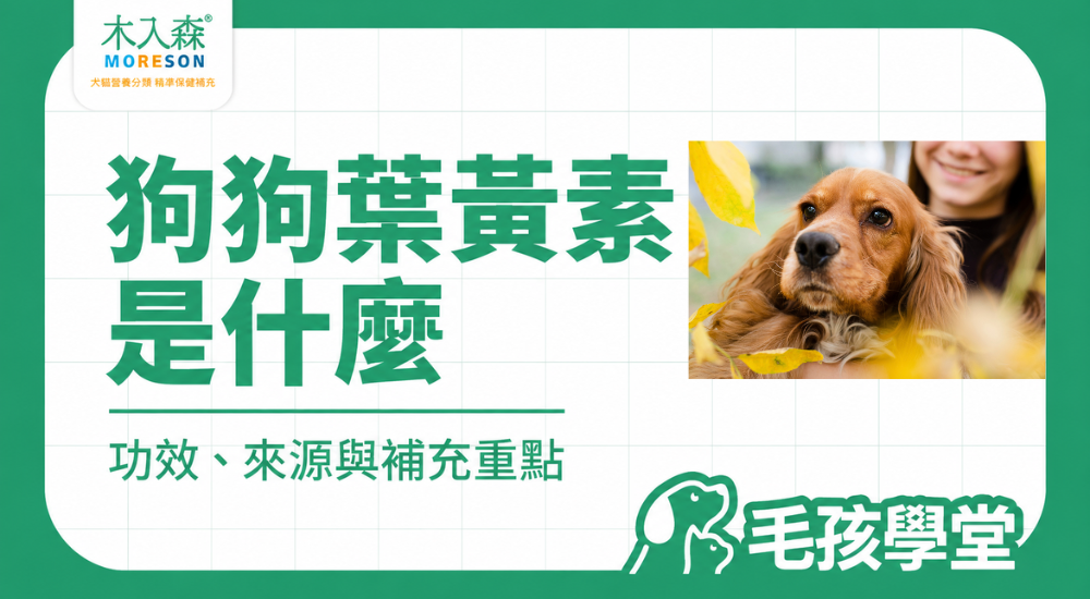 狗狗葉黃素有什麼用？功效、來源、怎麼吃與補充重點