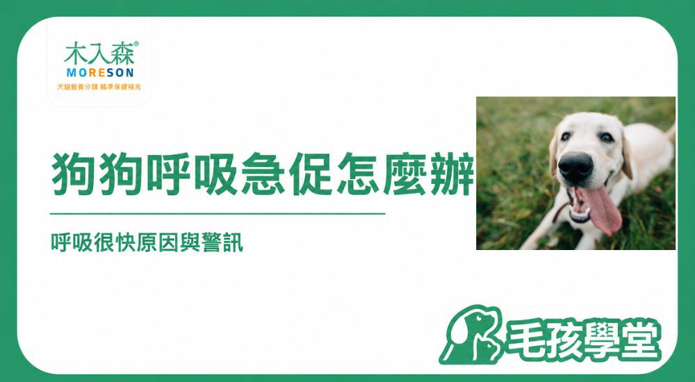狗狗呼吸急促怎麼辦？狗狗睡覺呼吸急促、喘很快原因與警訊