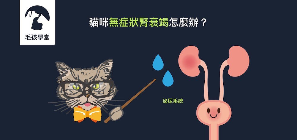 沒有症狀的貓咪腎衰竭該怎麼發現和治療？