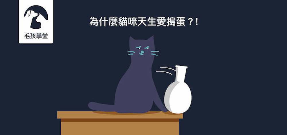 天生愛搗蛋？三個小訣竅教你避免貓咪總是把東西推倒到地上！