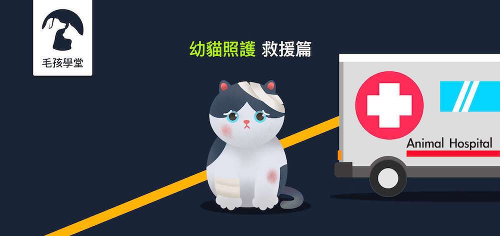 《幼貓照顧-教戰守則.1》救援篇：撿到小貓怎麼辦？要看獸醫嗎？