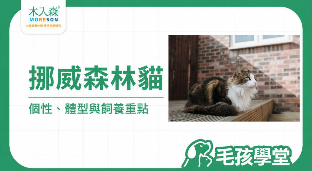 挪威森林貓是什麼？個性、體型、壽命、緬因貓差異與飼養重點