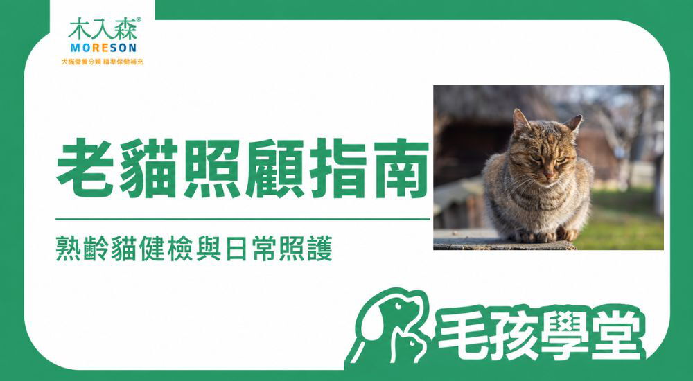 老貓照顧指南｜熟齡貓飲食、關節、貓砂盆、健檢與日常照護