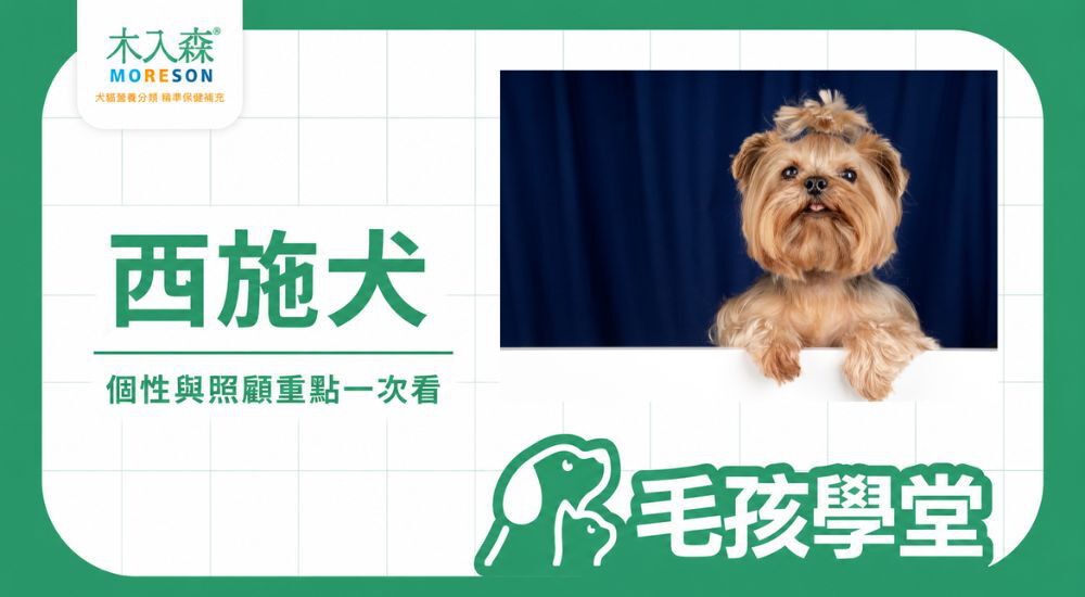 西施犬好養嗎？個性與照顧重點一次看