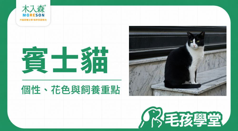 賓士貓花色、個性、壽命與飼養重點
