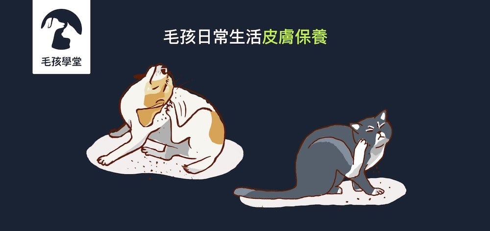 狗狗搔癢起疹子，過敏性皮膚炎該怎麼辦？貓咪狗狗的日常生活皮膚保養守則