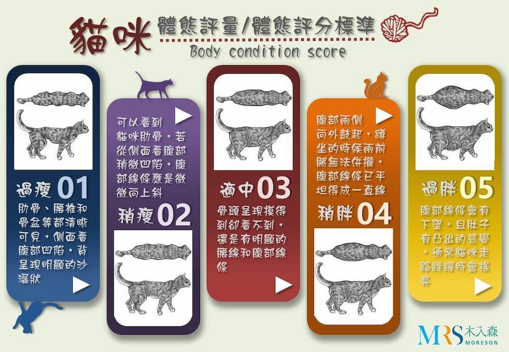 我家的貓咪該減肥嗎？貓咪肥胖的成因、評估與瘦身方法