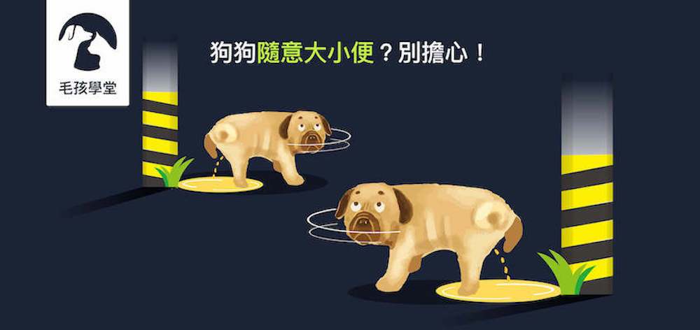 狗狗隨意大小便？別擔心！讓寵物行為訓練師告訴你3個訓練狗狗大小便的小技巧！