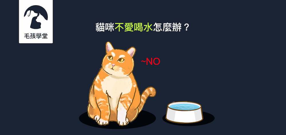貓咪不愛喝水怎麼辦？訓練師教你三個小撇步，讓貓咪增加喝水量！