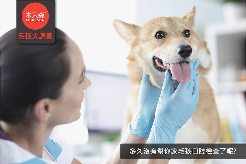 多久沒有幫你家毛孩口腔檢查了呢?