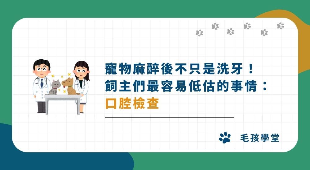 寵物麻醉後不只是洗牙！飼主們最容易低估重要性的事情：口腔檢查
