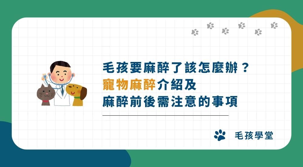 毛孩要麻醉了該怎麼辦？寵物麻醉介紹及麻醉前後需注意的事項