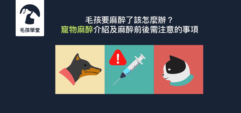 毛孩要麻醉了該怎麼辦？寵物麻醉介紹及麻醉前後需注意的事項