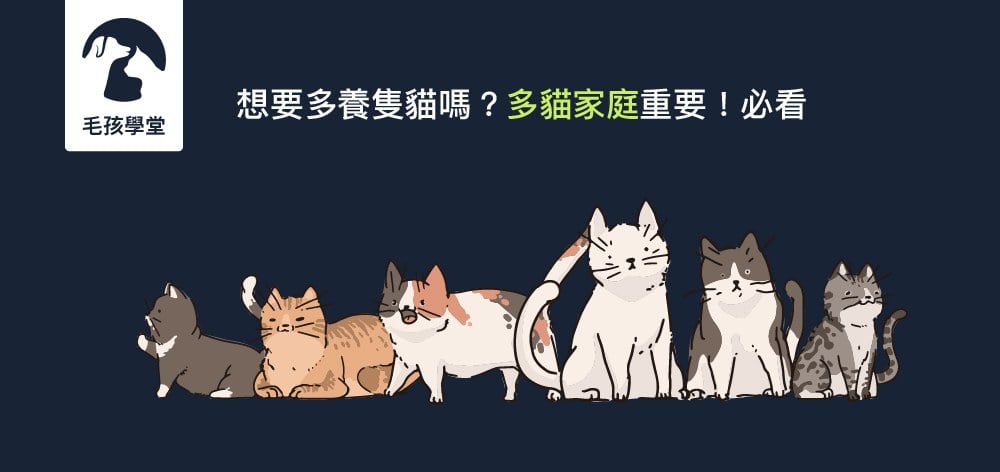 想要多養隻貓嗎？多貓家庭重要！必看