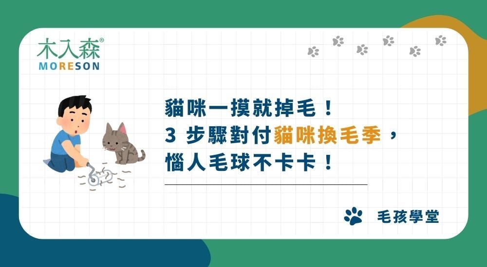 貓咪一摸就掉毛！3 步驟對付貓咪換毛季，惱人毛球不卡卡