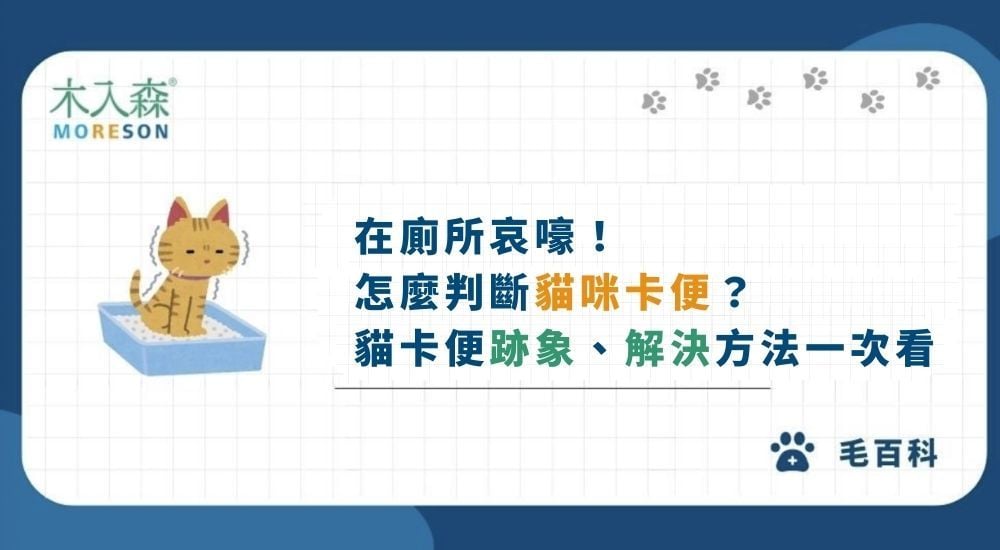 在廁所哀嚎！怎麼判斷貓咪卡便？貓卡便跡象、解決方法一次看